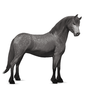pony kerry bog tobiano baio scuro