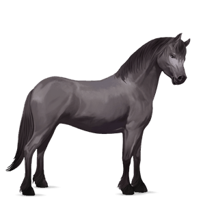 pony mezzosangue belga baio