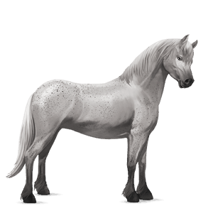 pony grigio pezzato