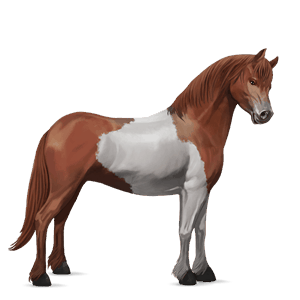 pony mezzosangue belga castano