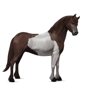 pony fjord brunblakk