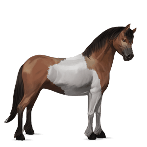 pony highland pony grigio pezzato