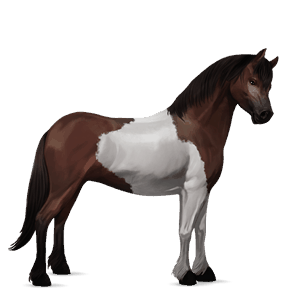 pony kerry bog nero