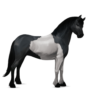 pony kerry bog tobiano baio scuro