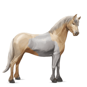 pony connemara palomino