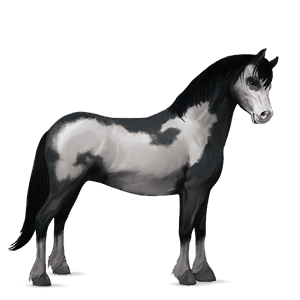 pony kerry bog tobiano grigio pezzato