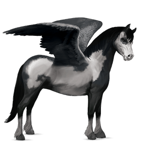 pegaso pony grigio pezzato