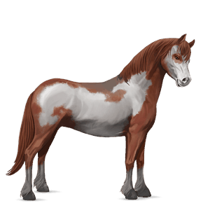 pony kerry bog tobiano palomino