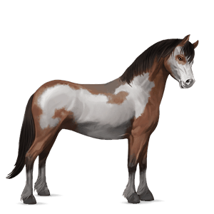 pony kerry bog castano tobiano