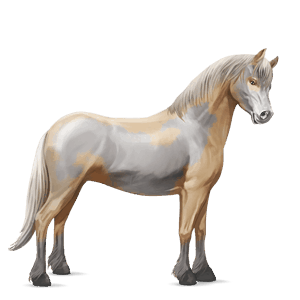 cavallo da corsa konik grullo