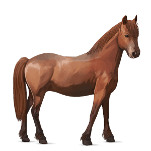 pony mezzosangue belga nero
