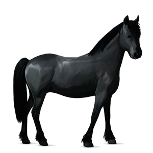 pony fjord brunblakk