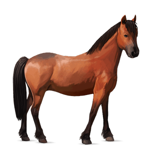 pony kerry bog baio