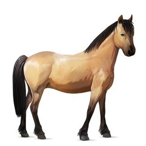 pony haflinger palomino