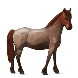 pony haflinger castano biondo platino