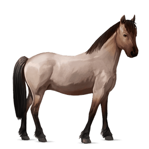 pony grigio chiaro