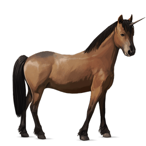 unicorno pony connemara baio