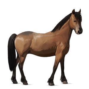 pony highland pony grullo