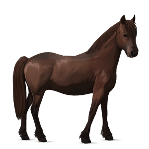 pony highland pony roano