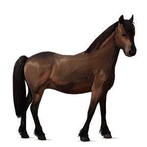 pony new forest baio scuro