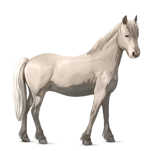 cavallo da corsa quarter horse grullo