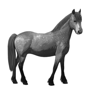 cavallo da tiro percheron grigio pezzato