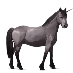 unicorno pony fjord brunblakk