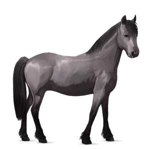 pony pony di terranova grigio chiaro