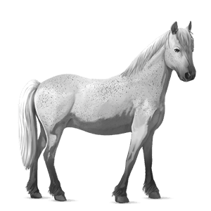 pony mezzosangue belga baio scuro