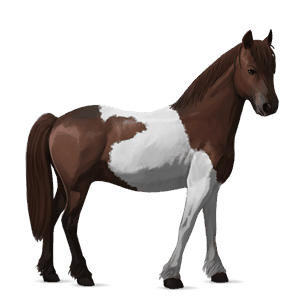 pony shetland castano biondo platino