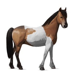 pony shetland baio