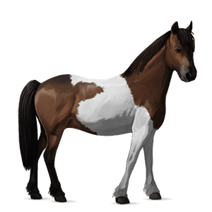 pony tobiano baio