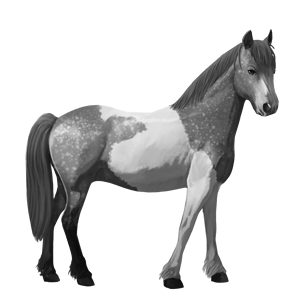 pony kerry bog palomino