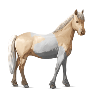 pony kerry bog tobiano palomino