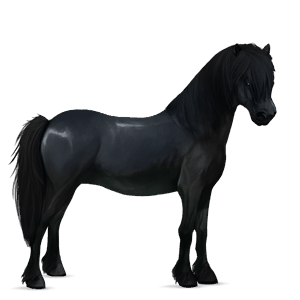 pony kerry bog nero