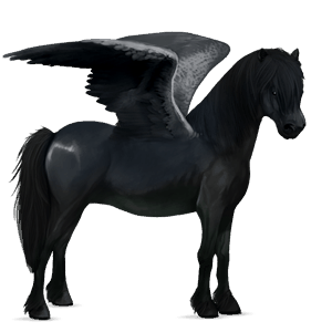 pegaso pony kerry bog nero