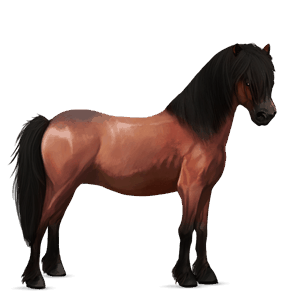 pony shetland castano biondo platino