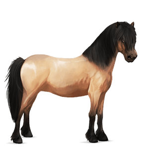 pony haflinger palomino