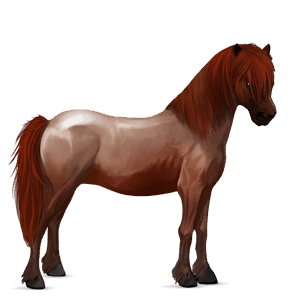 cavallo da corsa gypsy vanner castano tobiano