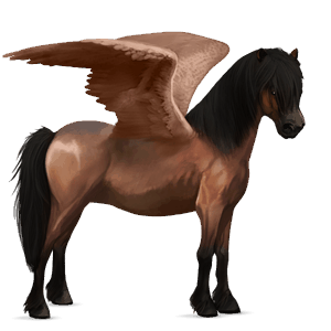 pegaso pony kerry bog nero