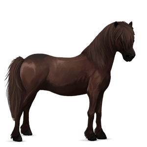 pony haflinger castano biondo platino
