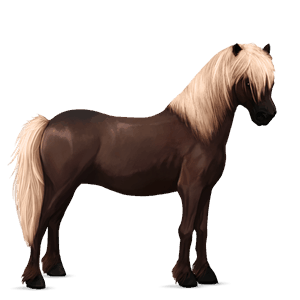 pony haflinger castano biondo scuro