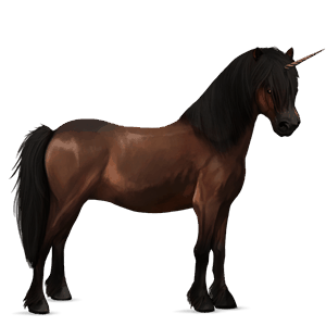 unicorno pony kerry bog baio scuro