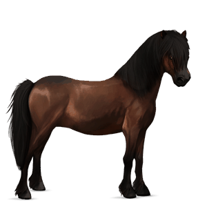 pony fjord rodblakk