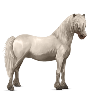 pony haflinger castano biondo platino