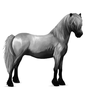 pony shetland baio