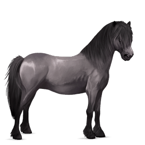 pony roano rosso