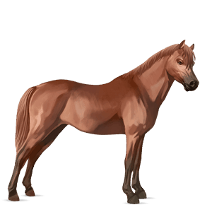 pony haflinger castano biondo platino