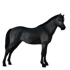 pony shetland castano tobiano