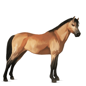 cavallo da corsa baio scuro
